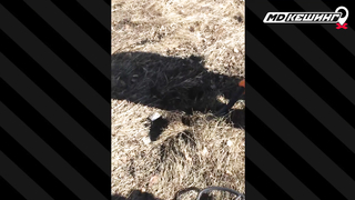 Жетон в Челябинске Найден! - Зимний сезон МДКешинга 2017