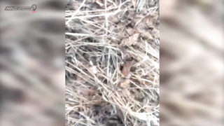 МДКЕШИНГ в Ногинске - Зимний сезон 2017