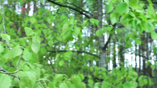 МДКЕШИНГ в Петрозаводске - Летний сезон 2017