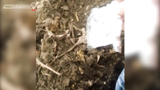 Поиск жетона в Калининграде - Летний сезон 2018