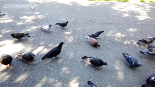 МДКЕШИНГ г. Пенза - Лето 2018