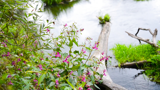 МДКЕШИНГ г. Москва - Осень 2018