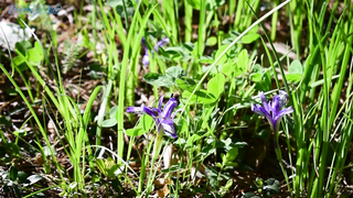 Tesoro DeLeon - Обзор металлоискателя