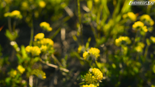 Неожиданная находка в огороде - Teknetics Eurotek Pro