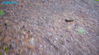 BlackADA - специальные лопаты для поисковиков