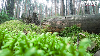 VLOG #8: СЪЁМКИ, ЧТО ОСТАЁТСЯ ЗА КАДРОМ / SAFARI