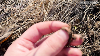 Minelab Vanquish. Марш-бросок по старым деревням.