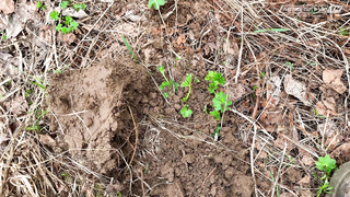 КОП С МЕСТНЫМИ. Отзыв реального владельца Minelab Vanquish