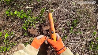 Minelab Equinox против XP Deus.  Ищем только золото и серебро