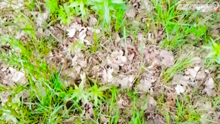 ПОИСК ЖЕТОНА В Г. ГРОДНО 2021