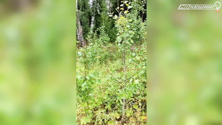 ПОИСК ЖЕТОНА В Г. ЙОШКАР-ОЛА 2021